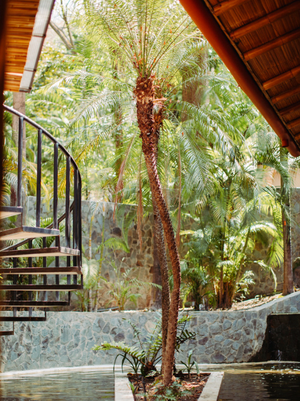 Spa Bambu palm tree
