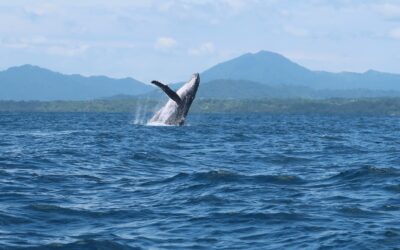 New Excursion at Florblanca: Whale Watching!