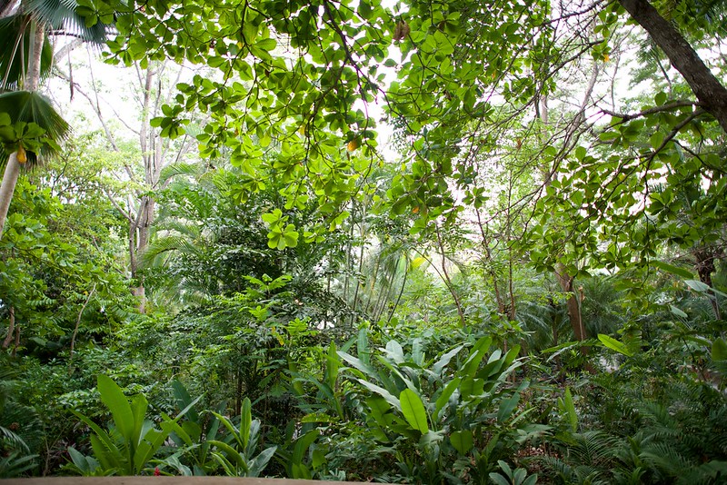 wild fauna wild fauna