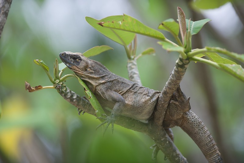 iguana